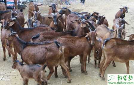 冬季山羊易患病的防治方法