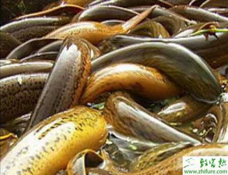 养黄鳝的利润