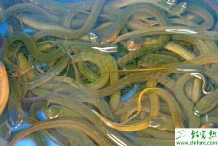 黄鳝养殖的市场前景