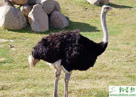 养鸵鸟的利润