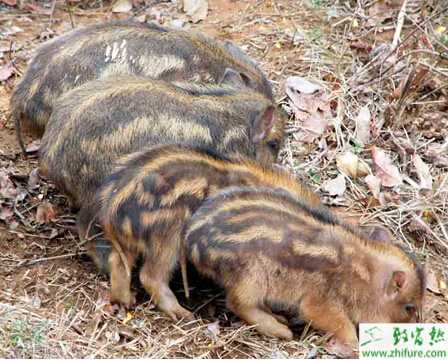 养野猪的利润