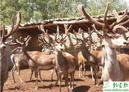 养鹿的利润
