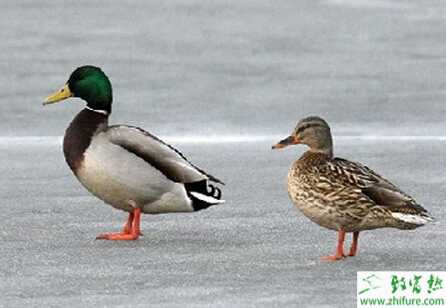 养殖野鸭的经济效益分析