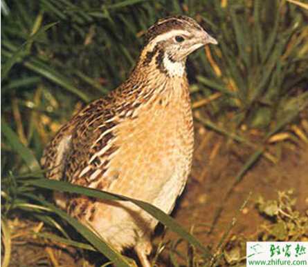 鹌鹑养殖的市场前景