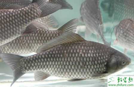 池塘养殖鲫鱼的一些技巧