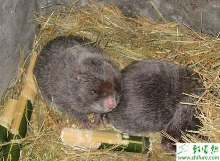 养殖竹鼠怎么样预防竹鼠寄生虫？