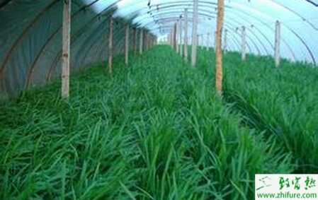 冬种韭菜破除休眠的经验