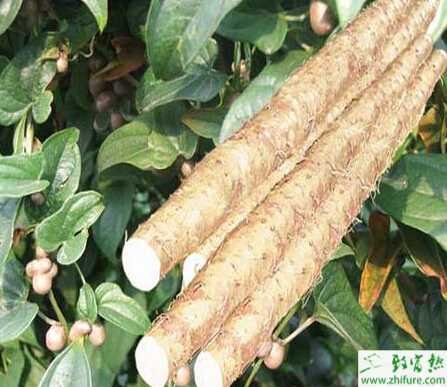 种山药防病的一些经验