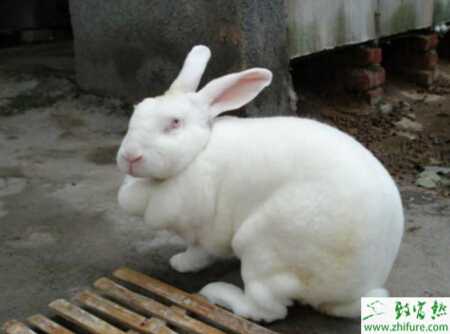 养殖獭兔提高獭兔繁殖技术措施