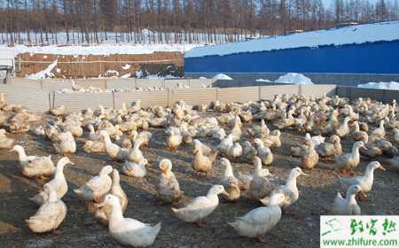 养殖肉鸭立体笼养快速出栏技术