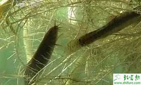 养殖泥鳅赤皮病的防治方法