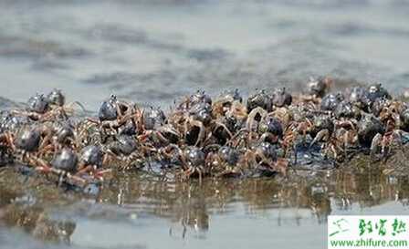 冬季囤养河蟹技术