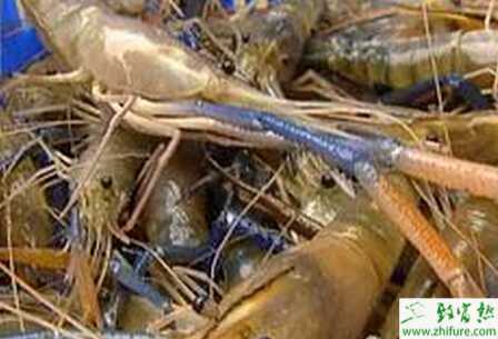稻田养虾投种需注意事项