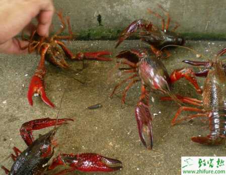 养小龙虾的利润