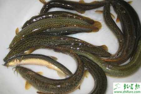 养泥鳅的利润