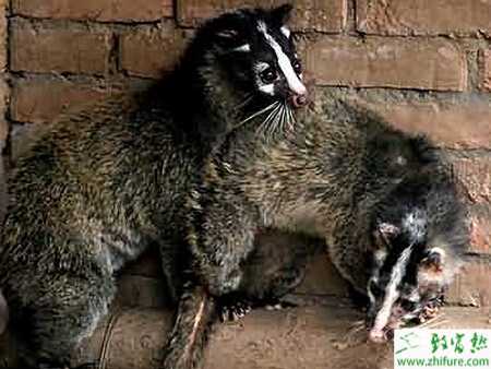 养殖果子狸笼舍建造的要求