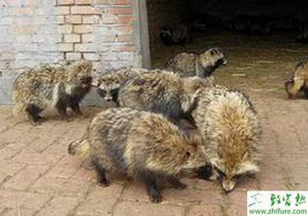 怎样养貉子才能多赚钱