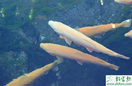 养虹鳟鱼的利润