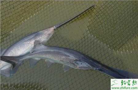 养鸭嘴鱼的利润