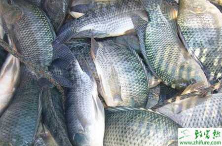 养罗非鱼的利润