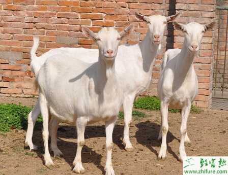冬季山羊养殖需要抓“五要”