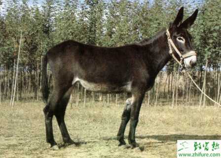 养驴的繁殖技术