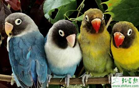 欧剑锋养鹦鹉致富经