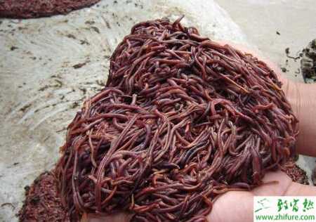 养殖蚯蚓之蚯蚓的高产饲养技术措施