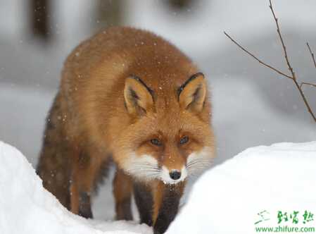 五段饲养法教你养好狐狸