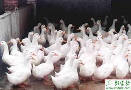 养殖肉鸭的强度育肥