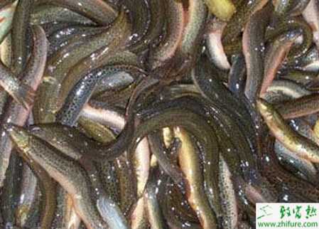 养殖泥鳅细菌性疾病及其防治