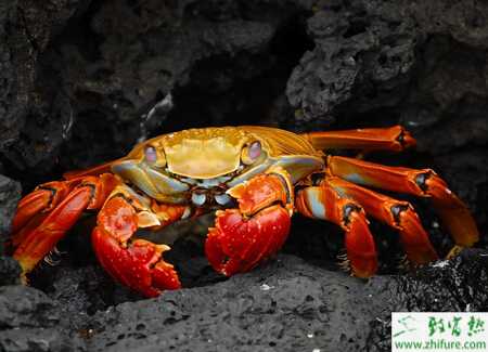 冬季可以预防蟹病发生的六种方法