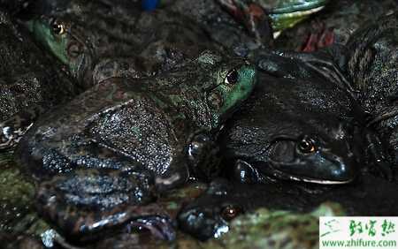 养殖牛蛙歪头病的防治