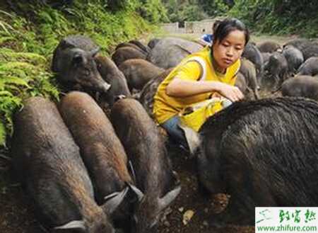 养殖野猪影响野猪繁殖性能的几种微量元素