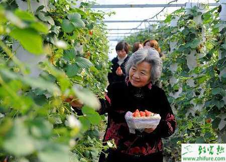 种草莓畸形果的预防