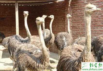 如何提高养殖鸵鸟的孵化率
