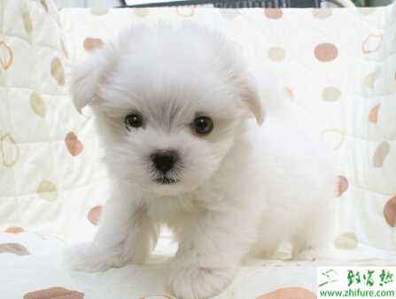 养宠物狗的利润