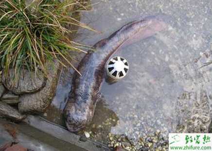 养娃娃鱼的利润