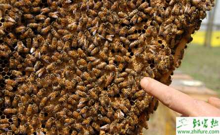 养蜂的利润