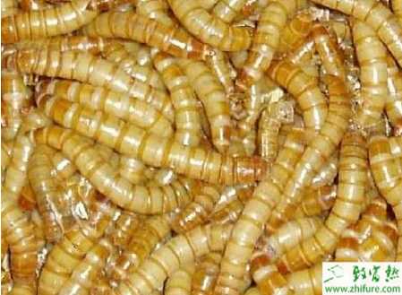 养黄粉虫的利润