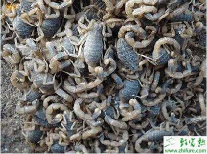 养殖蝎子的利润