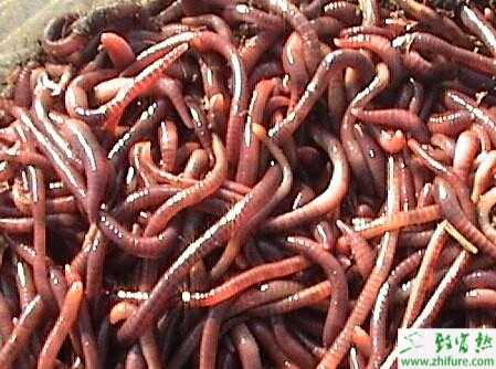 养蚯蚓的利润