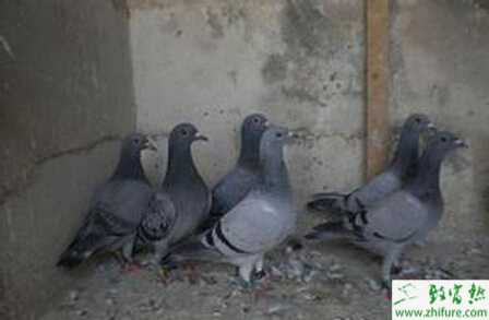 鸽子养殖的市场前景