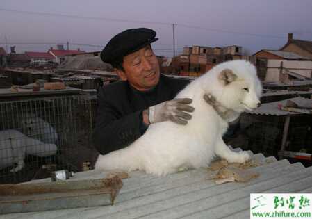 狐狸养殖的市场前景