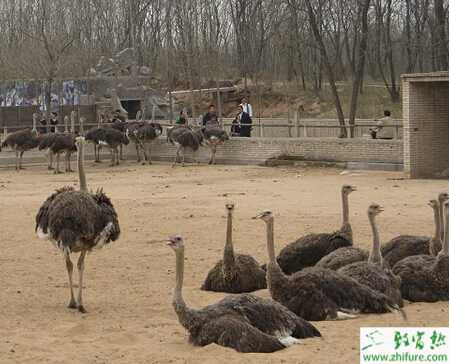 鸵鸟养殖的市场前景