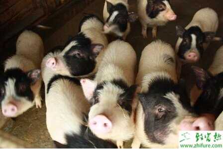 香猪养殖的市场前景