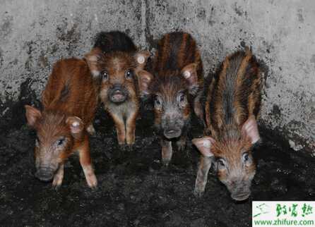 野猪养殖的市场前景