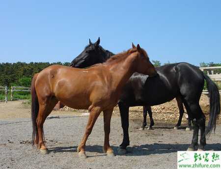 马养殖的市场前景