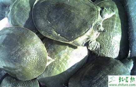甲鱼养殖的市场前景