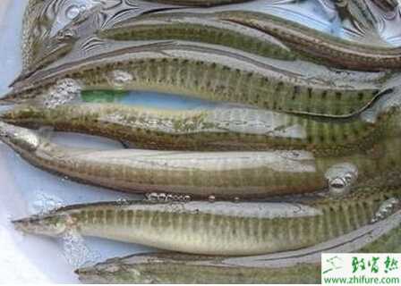 泥鳅养殖的市场前景